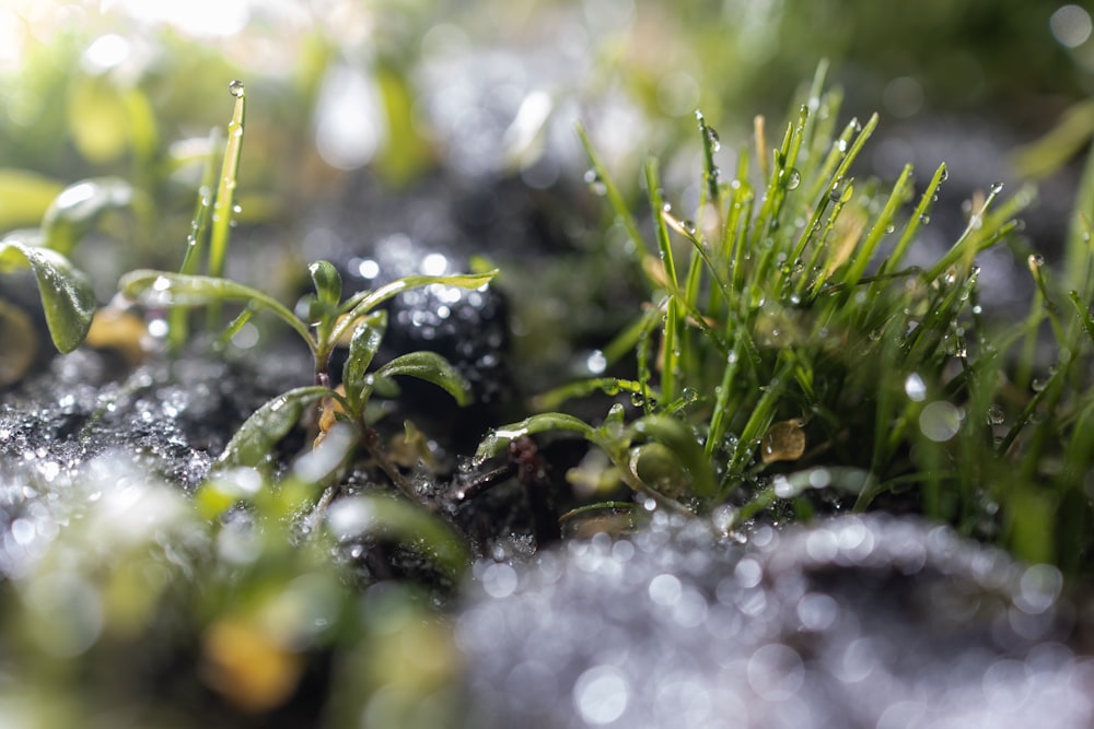 a close up of grass with water droplets on it