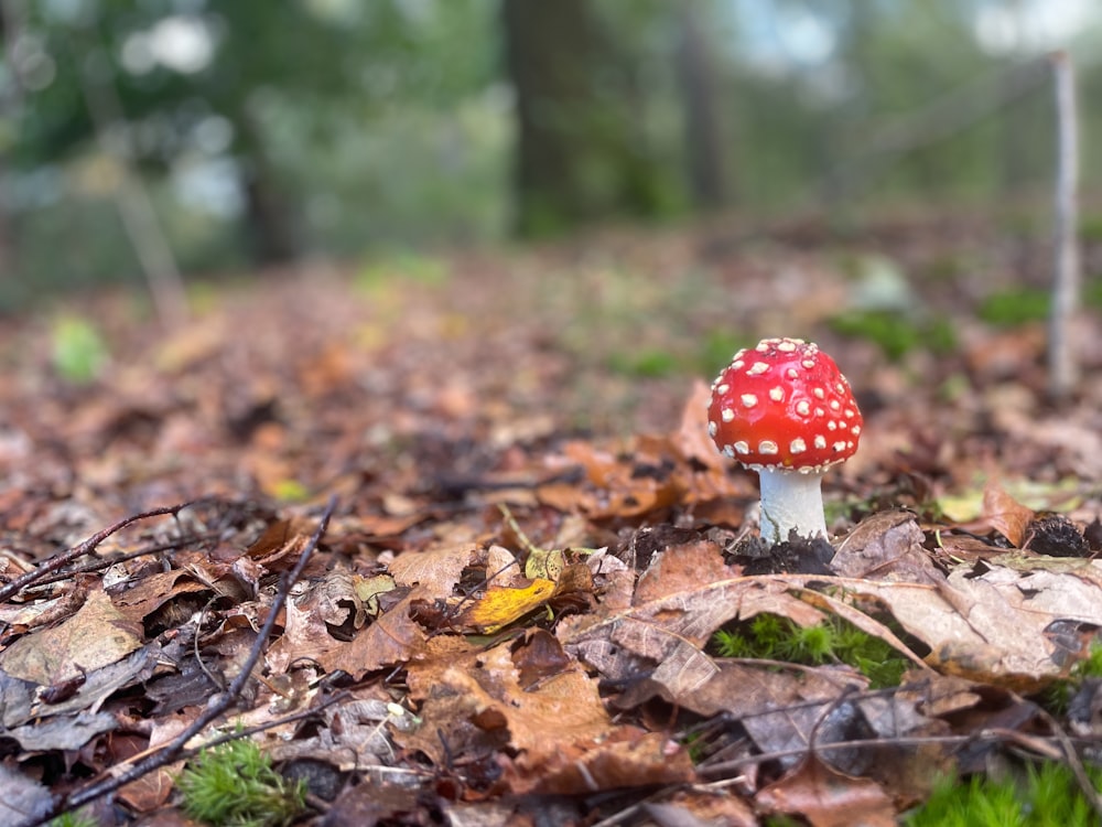 a red mushroom sitting on top of a leaf covered forest floor