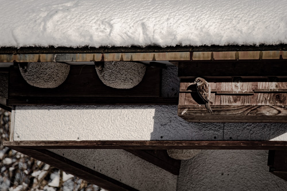 a bird is perched on the roof of a building