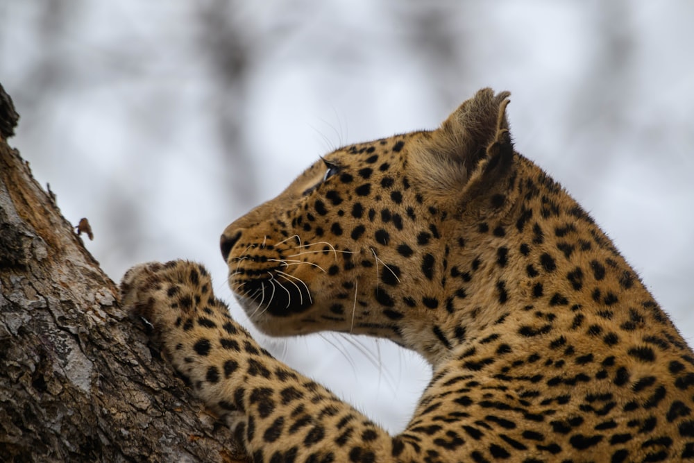 a close up of a leopard on a tree
