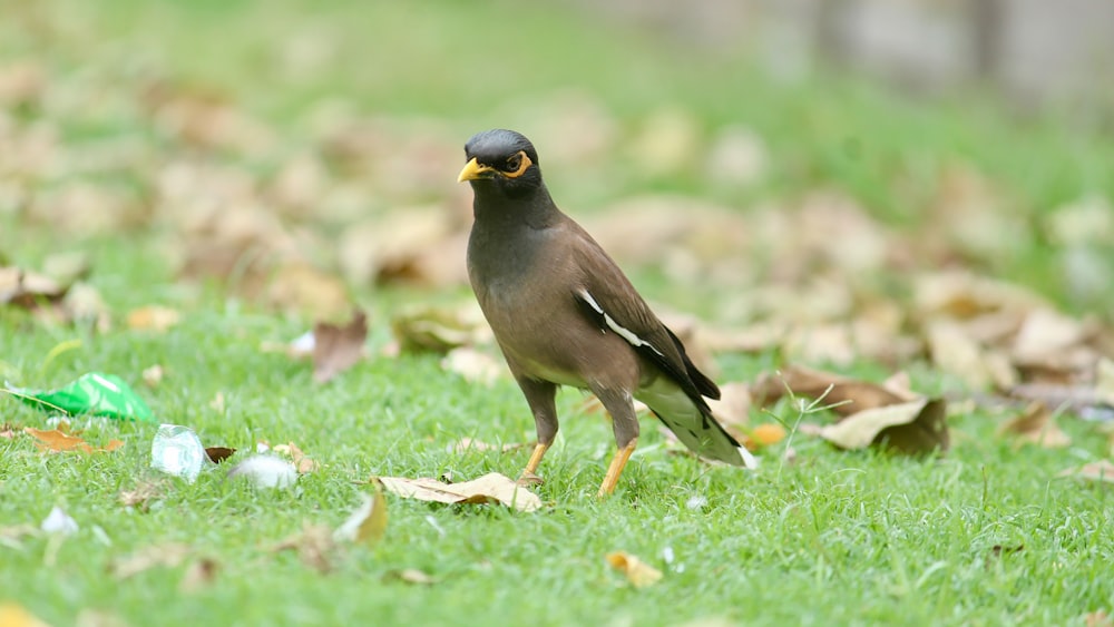 un uccello in piedi su un campo coperto di erba verde lussureggiante