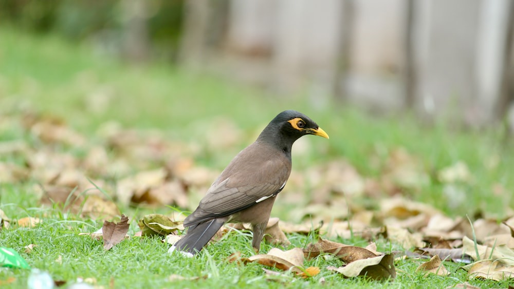 un uccello è in piedi nell'erba vicino alle foglie