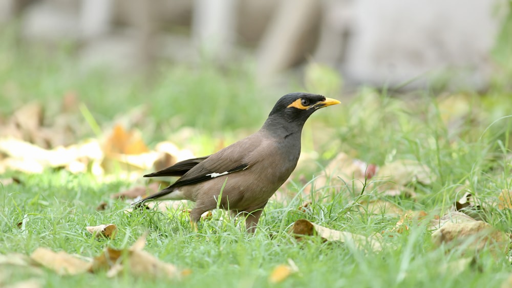 un uccello in piedi in un campo d'erba