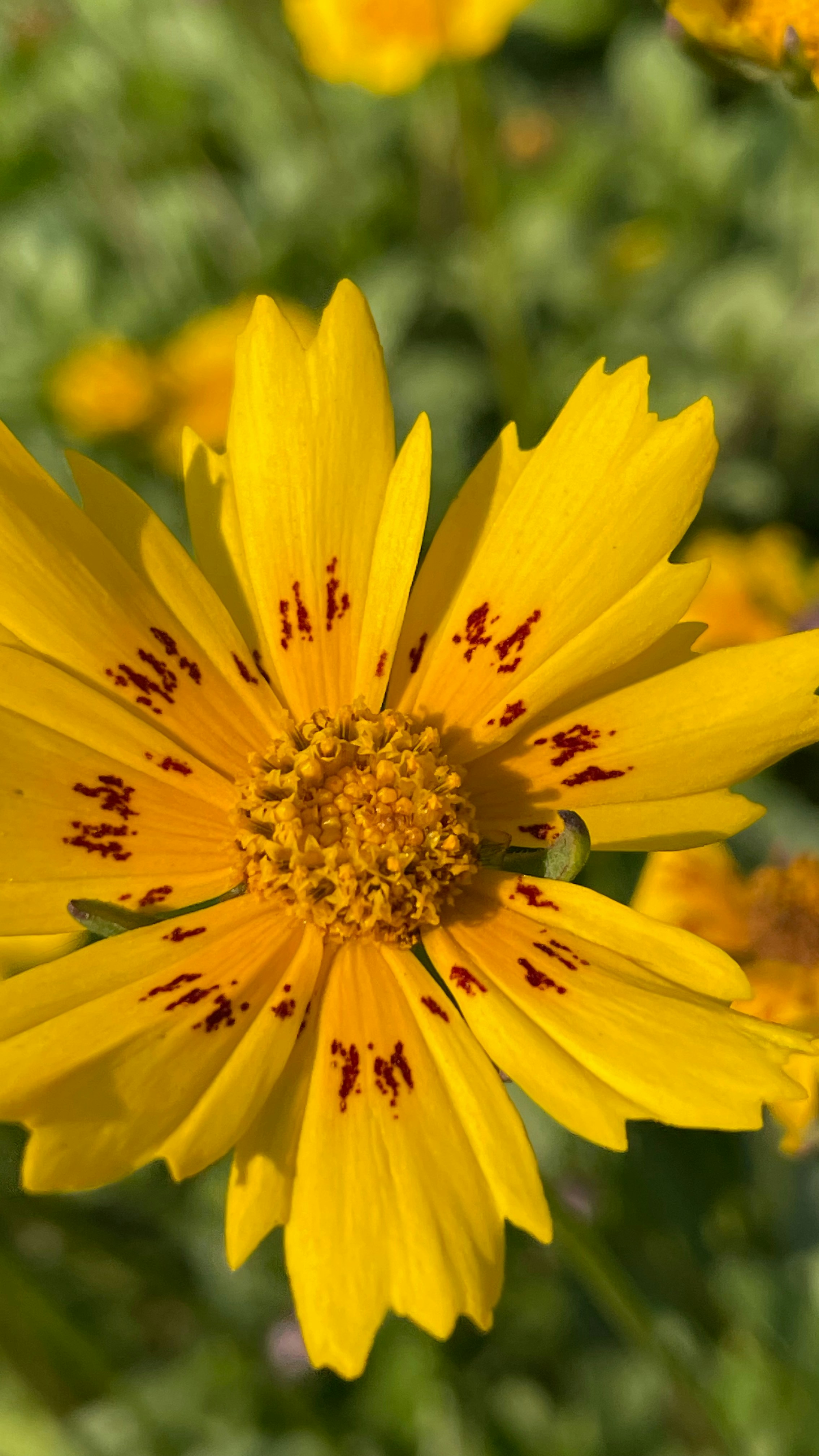 Photo by pranavshrivastava