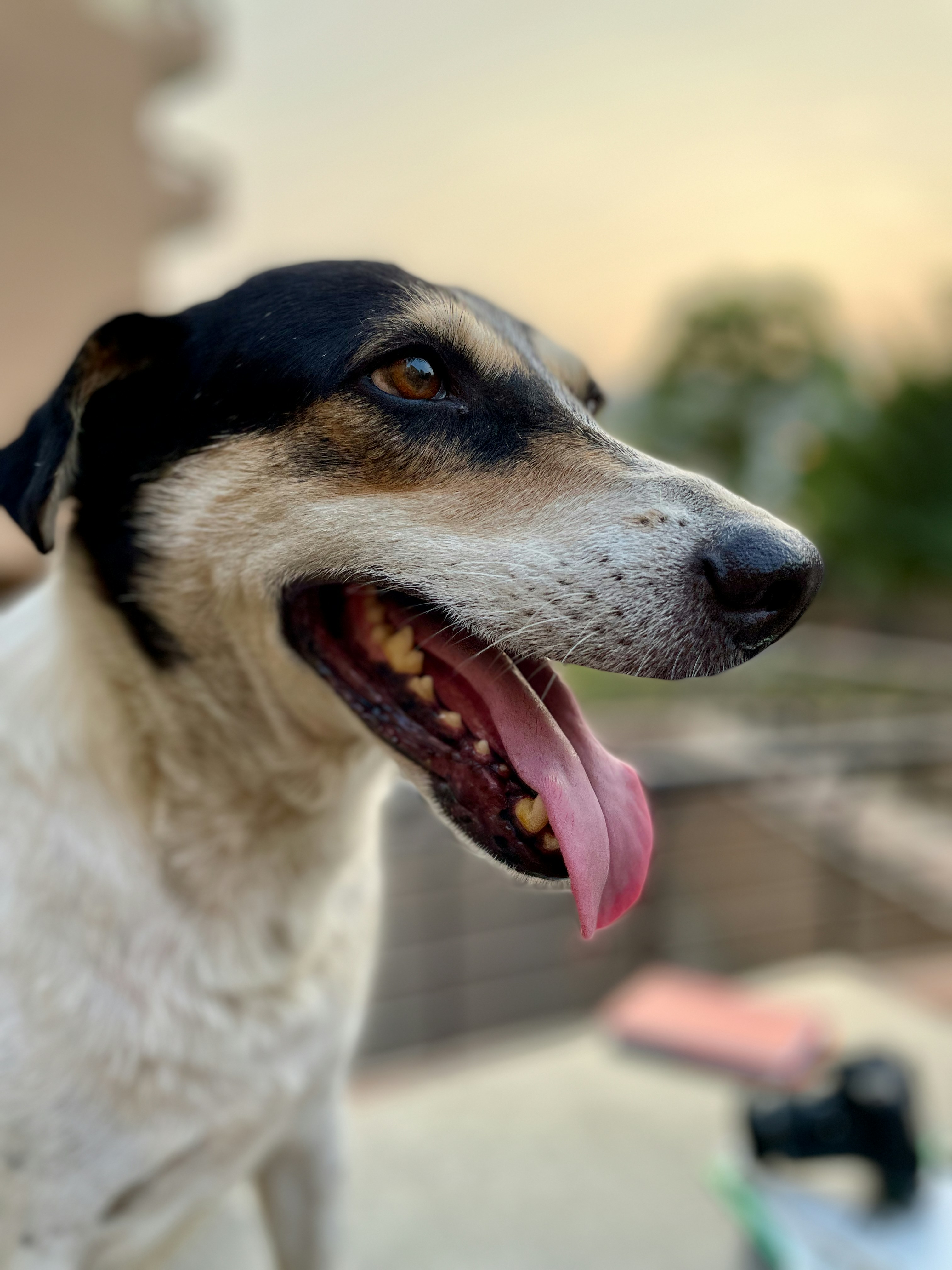 a close up of a dog with its tongue out