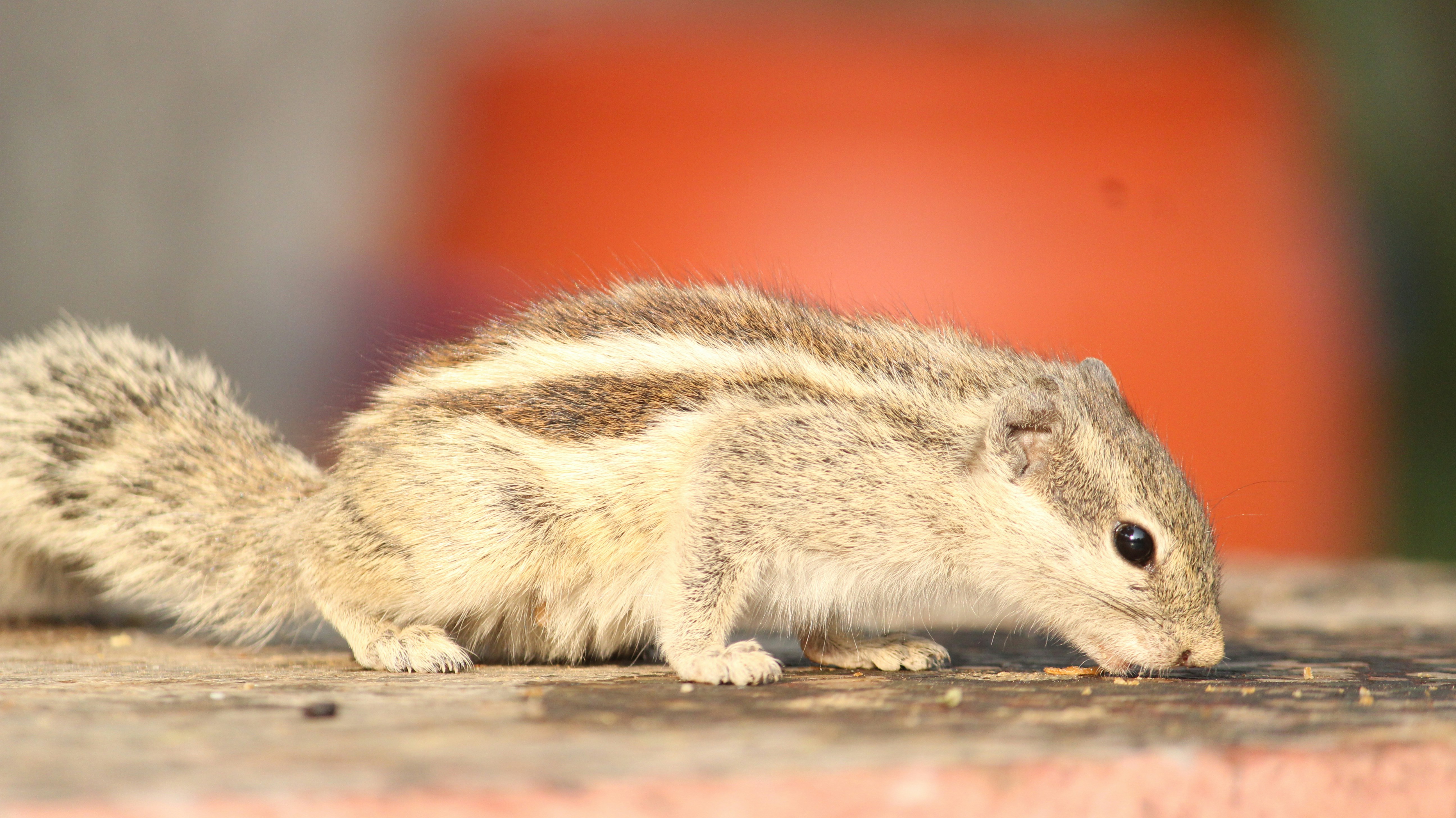 a small rodent is standing on the ground