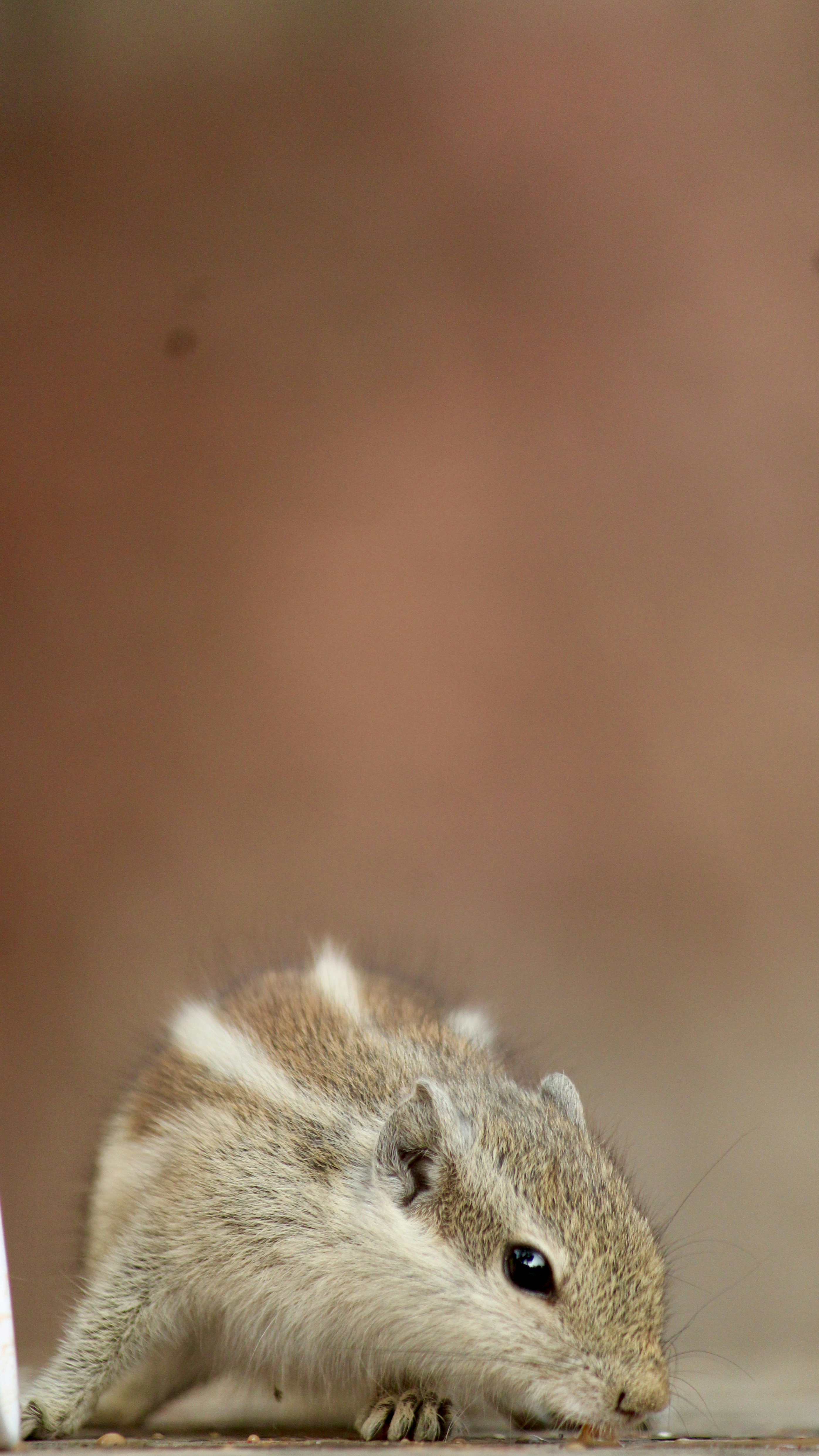 a small rodent sitting on top of a wooden table