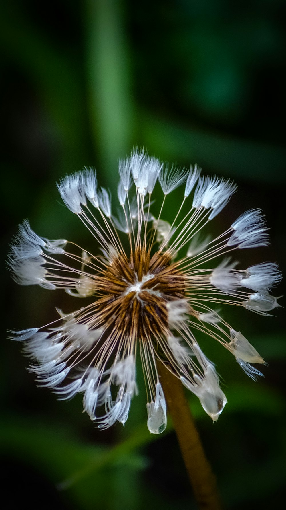 a close up of a dandelion flower