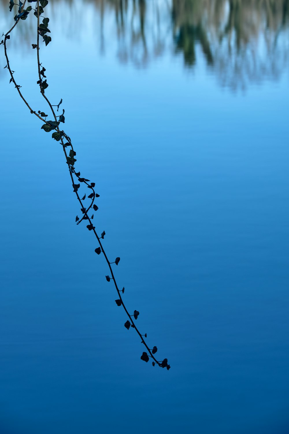 a vine is growing on the side of a body of water