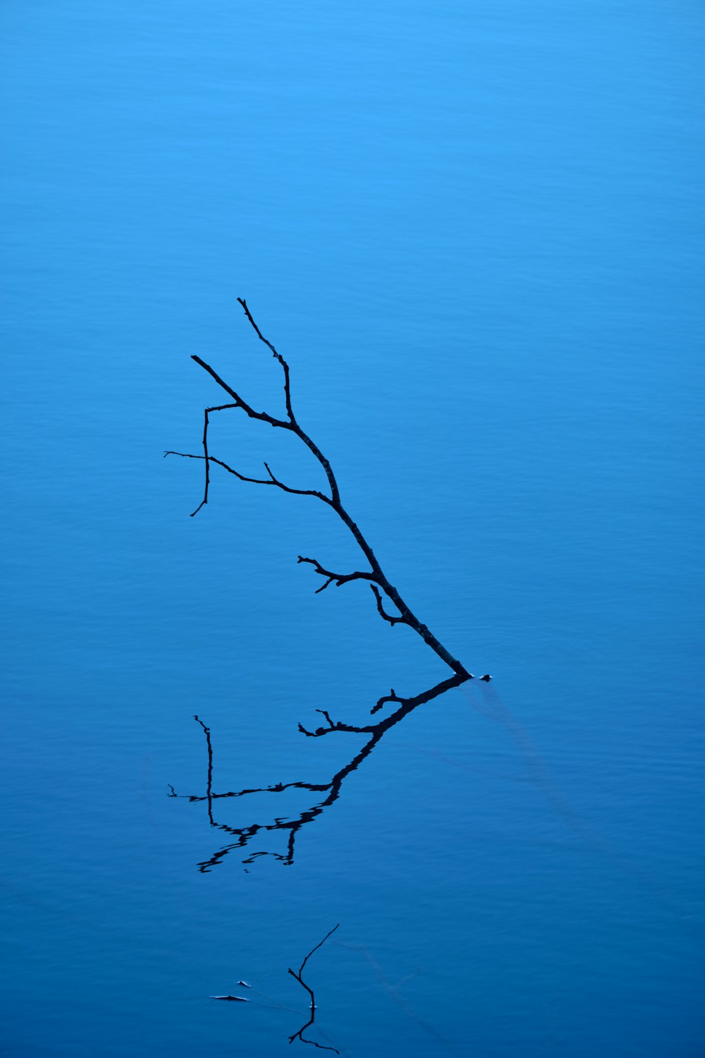 a tree branch sticking out of the water