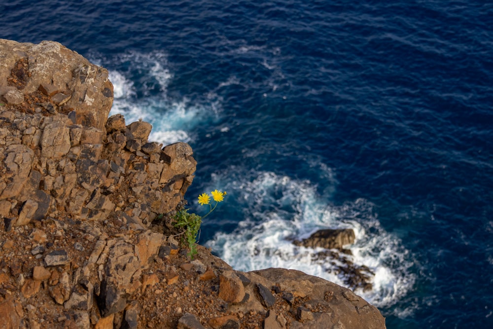 a yellow flower growing out of the rocks near the ocean