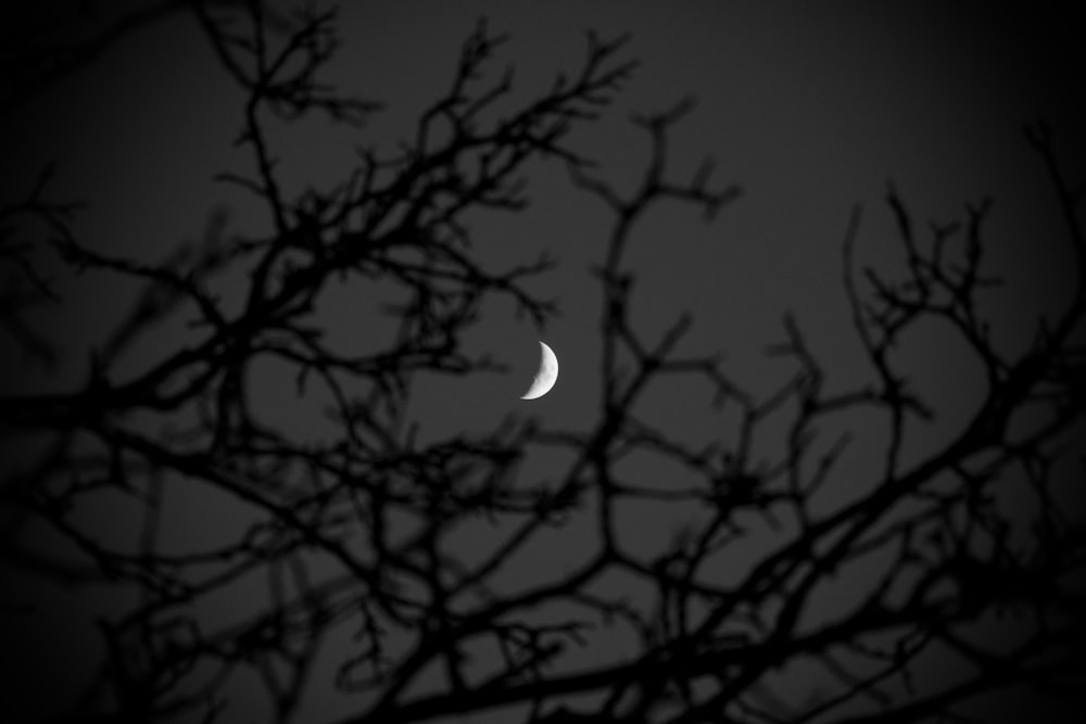 the moon is seen through the branches of a tree