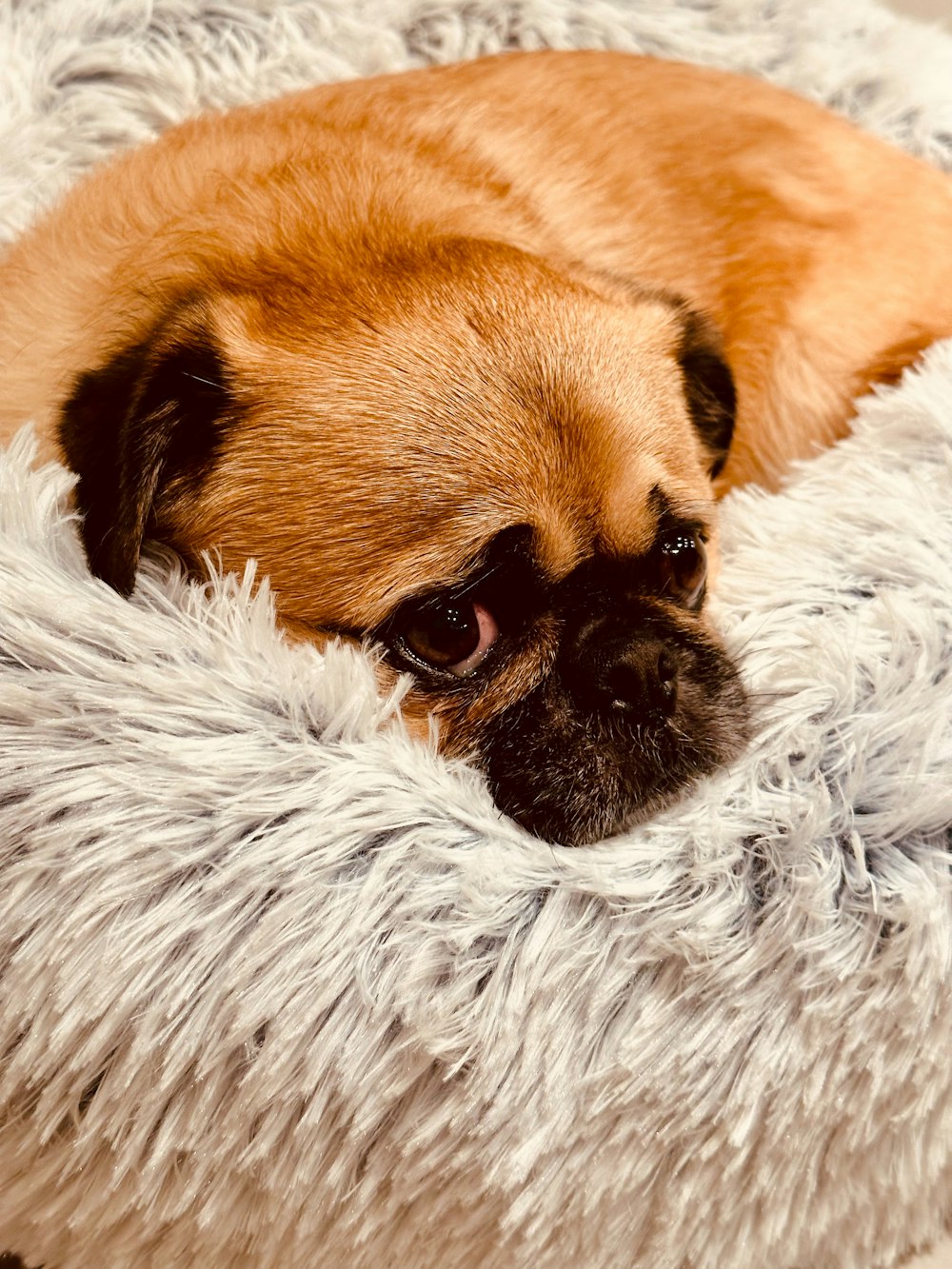 a small brown dog laying on top of a fluffy bed