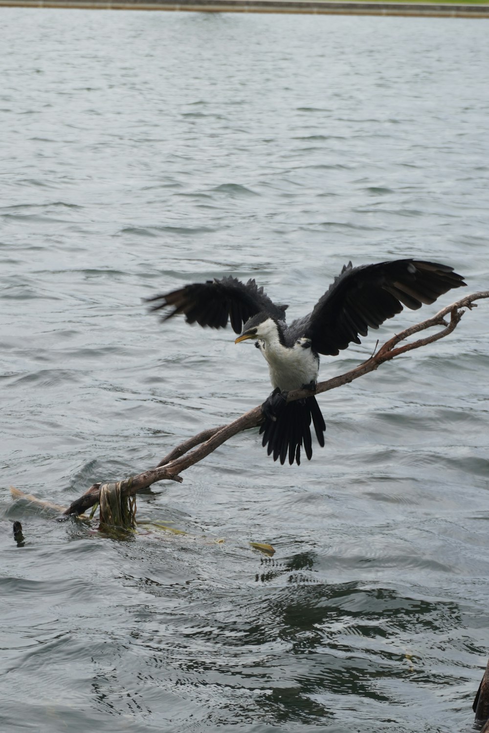 a bird is landing on a branch in the water