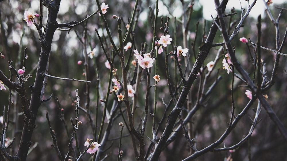 a bunch of small pink flowers on a tree