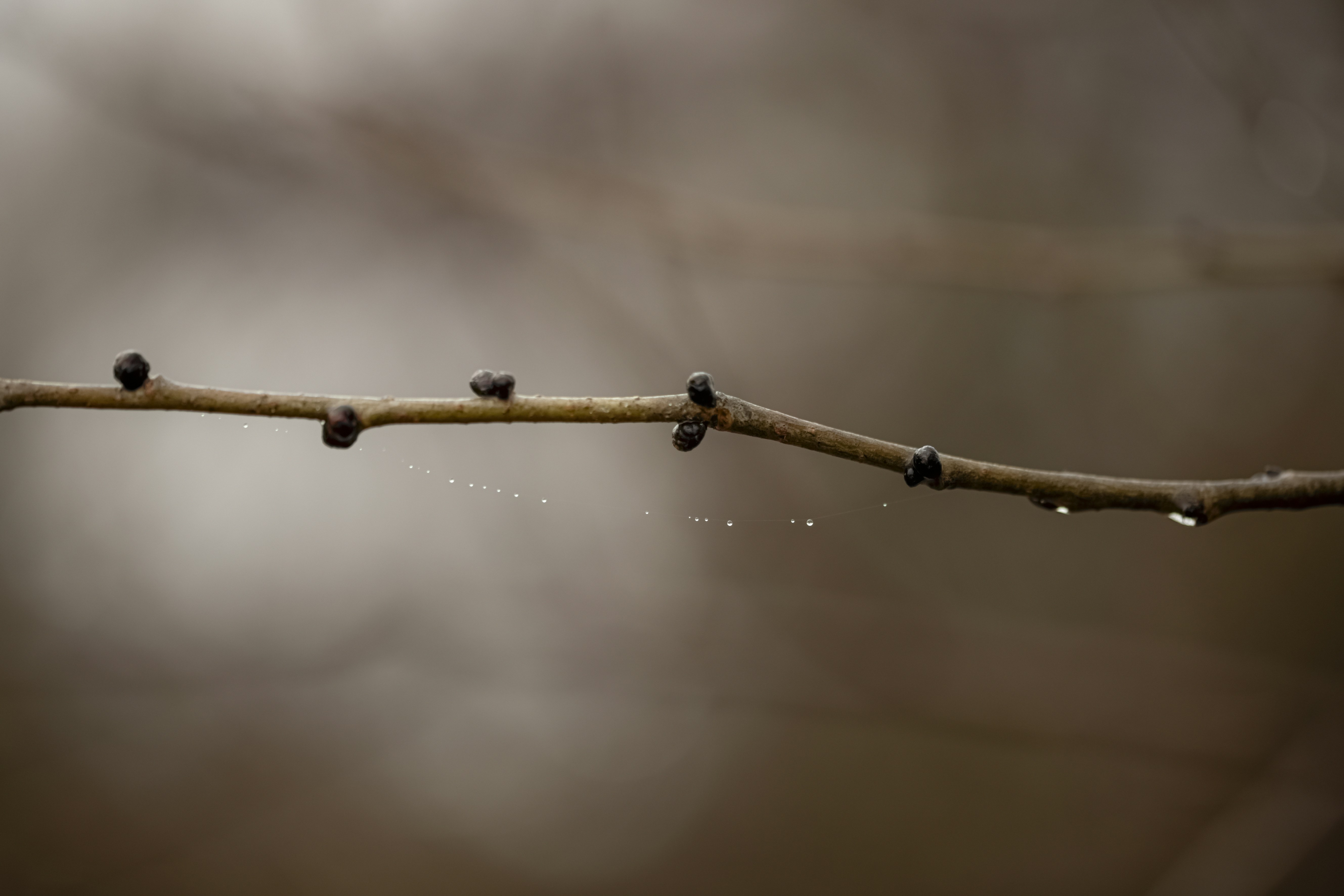 Photo by lauraadaiphoto