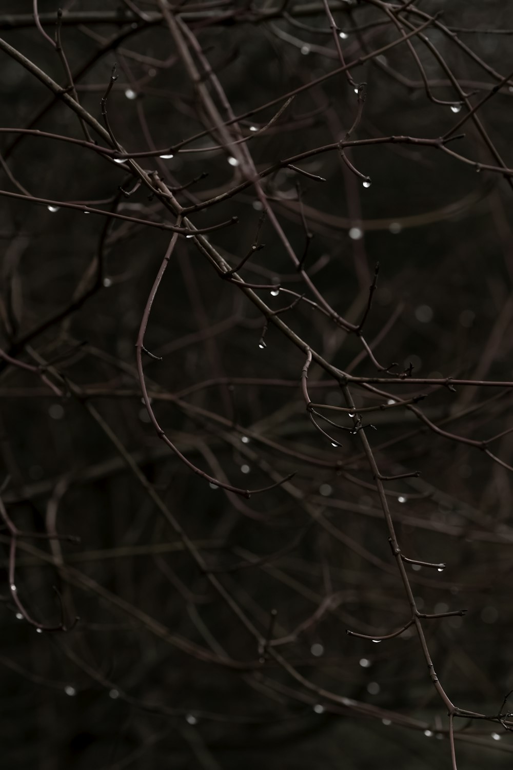 a bird is perched on a branch in the rain