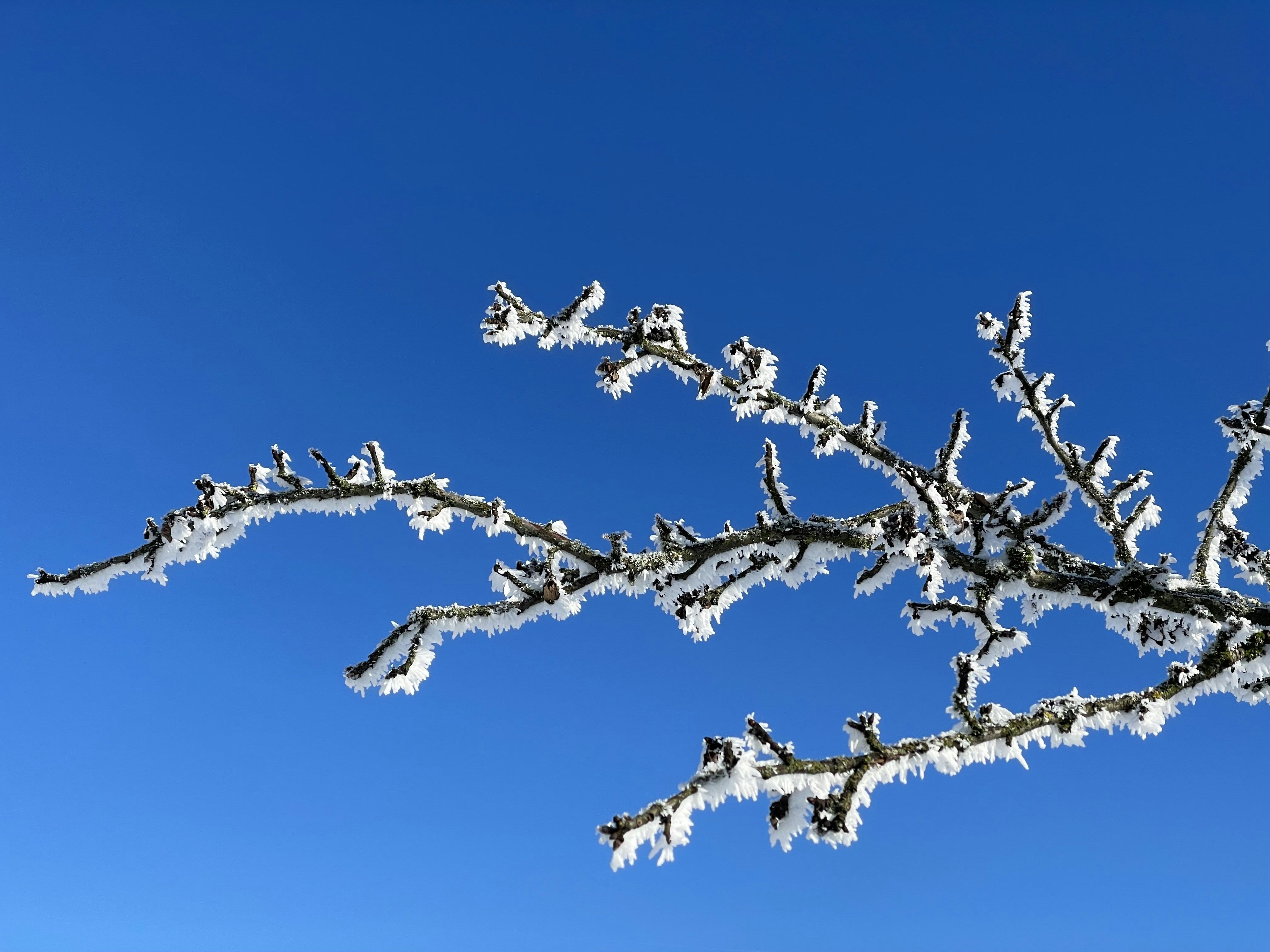 A tree branch covered in snow against a blue sky photo – Free Nature ...