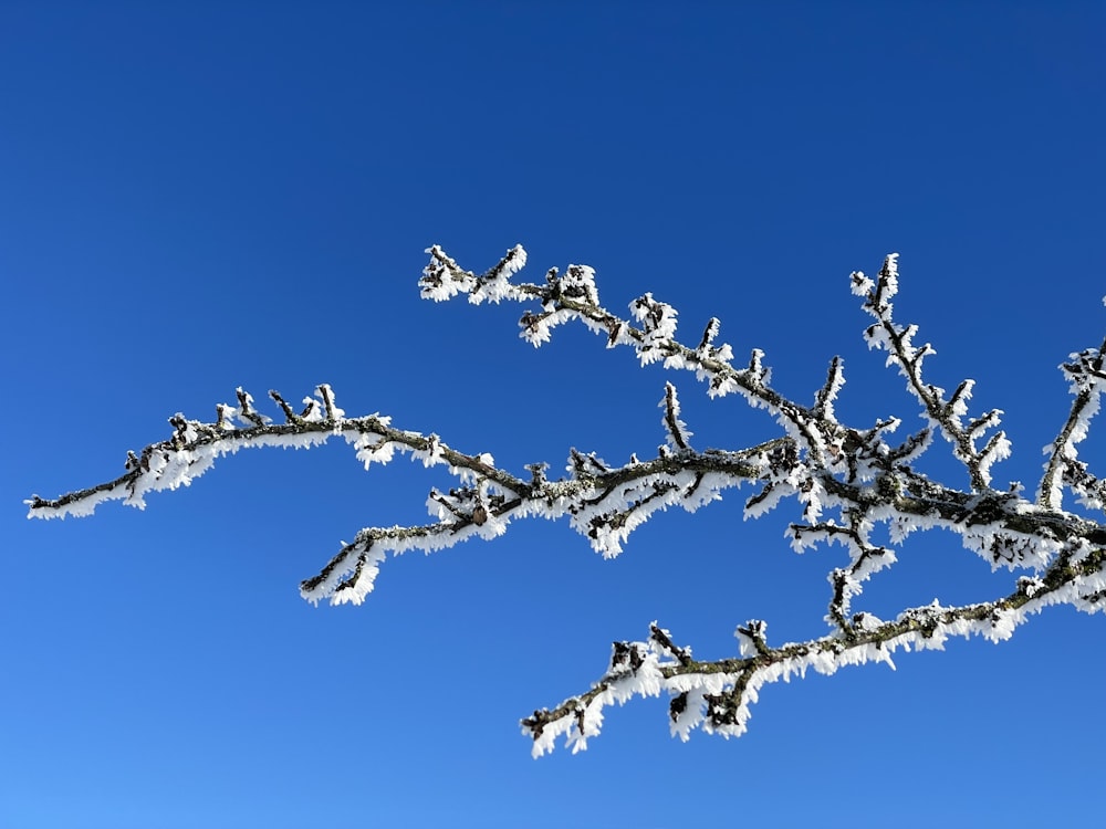 a tree branch covered in snow against a blue sky
