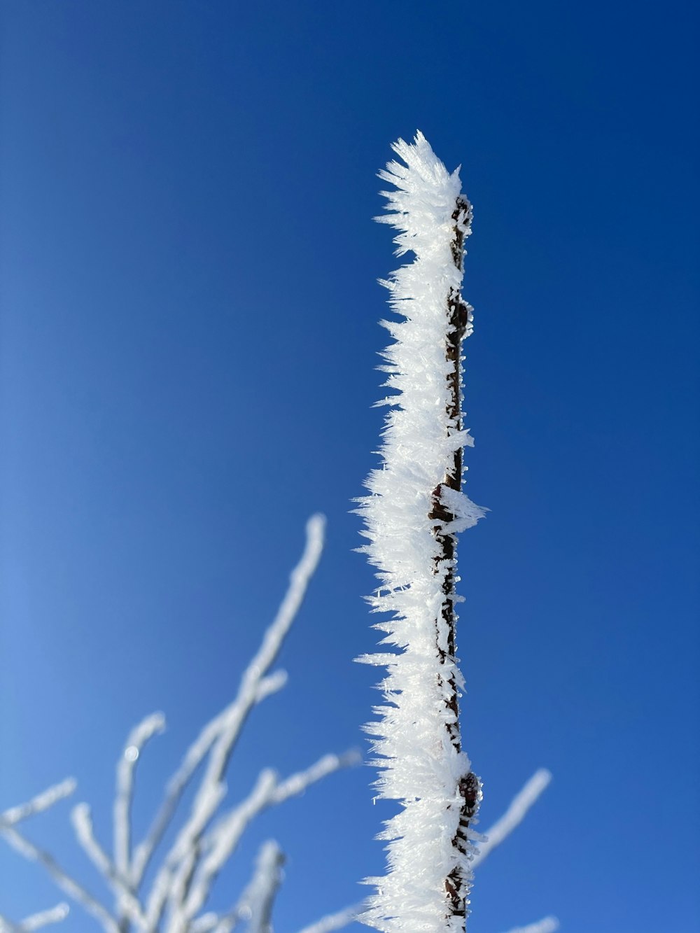 a tall thin thin tree covered in snow