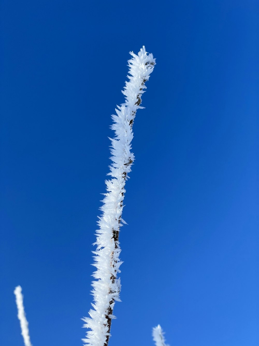 a tall white plant with lots of snow on it