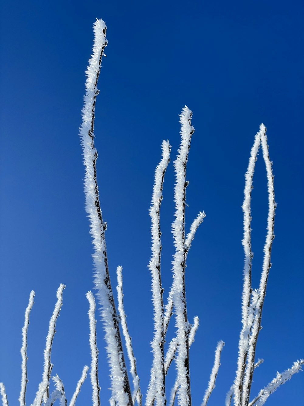 a plant covered in ice against a blue sky
