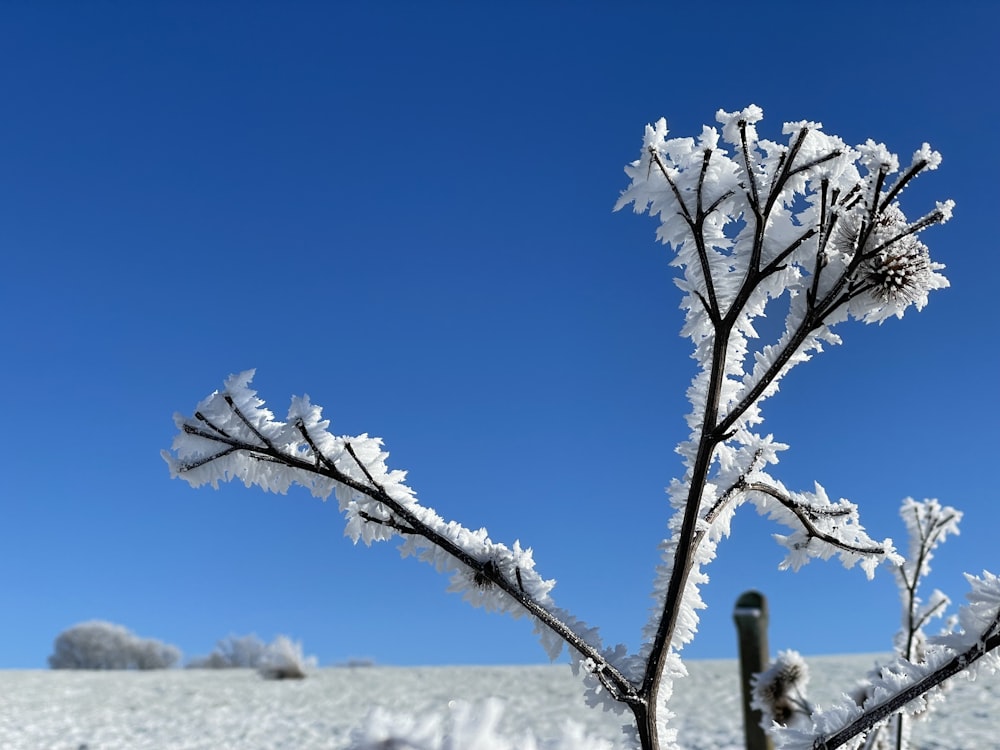 a snow covered plant with a blue sky in the background