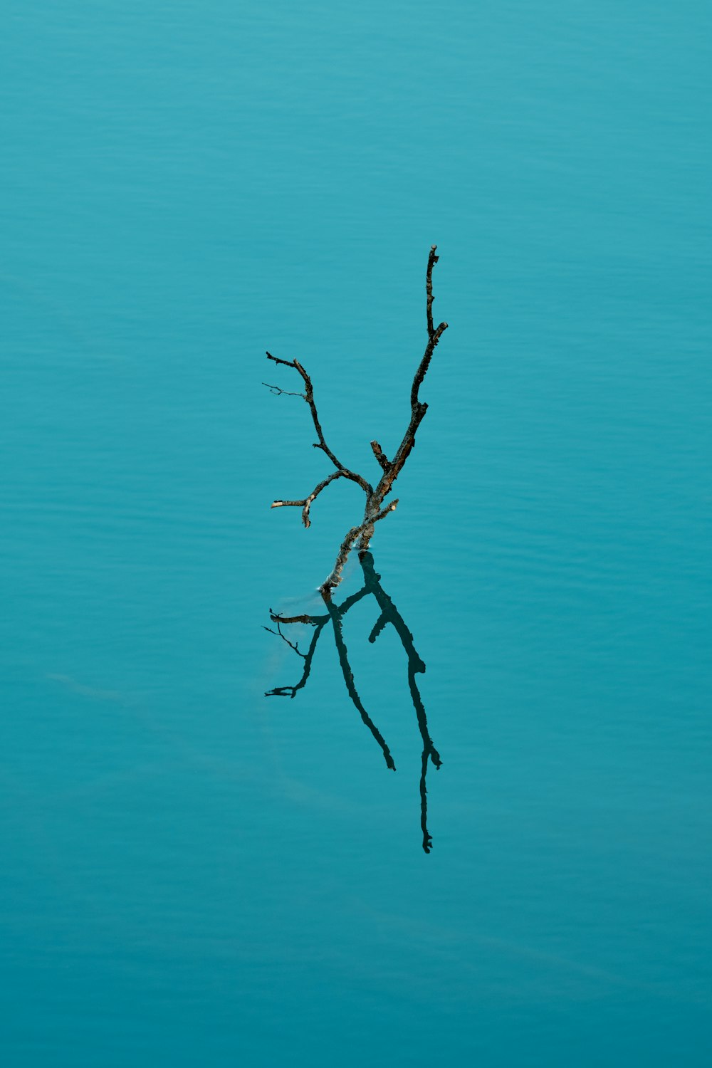 a tree branch in the middle of a body of water