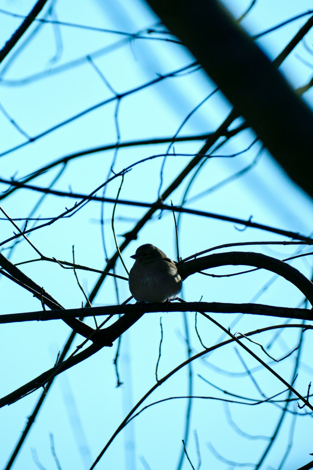 a small bird sitting on a branch of a tree