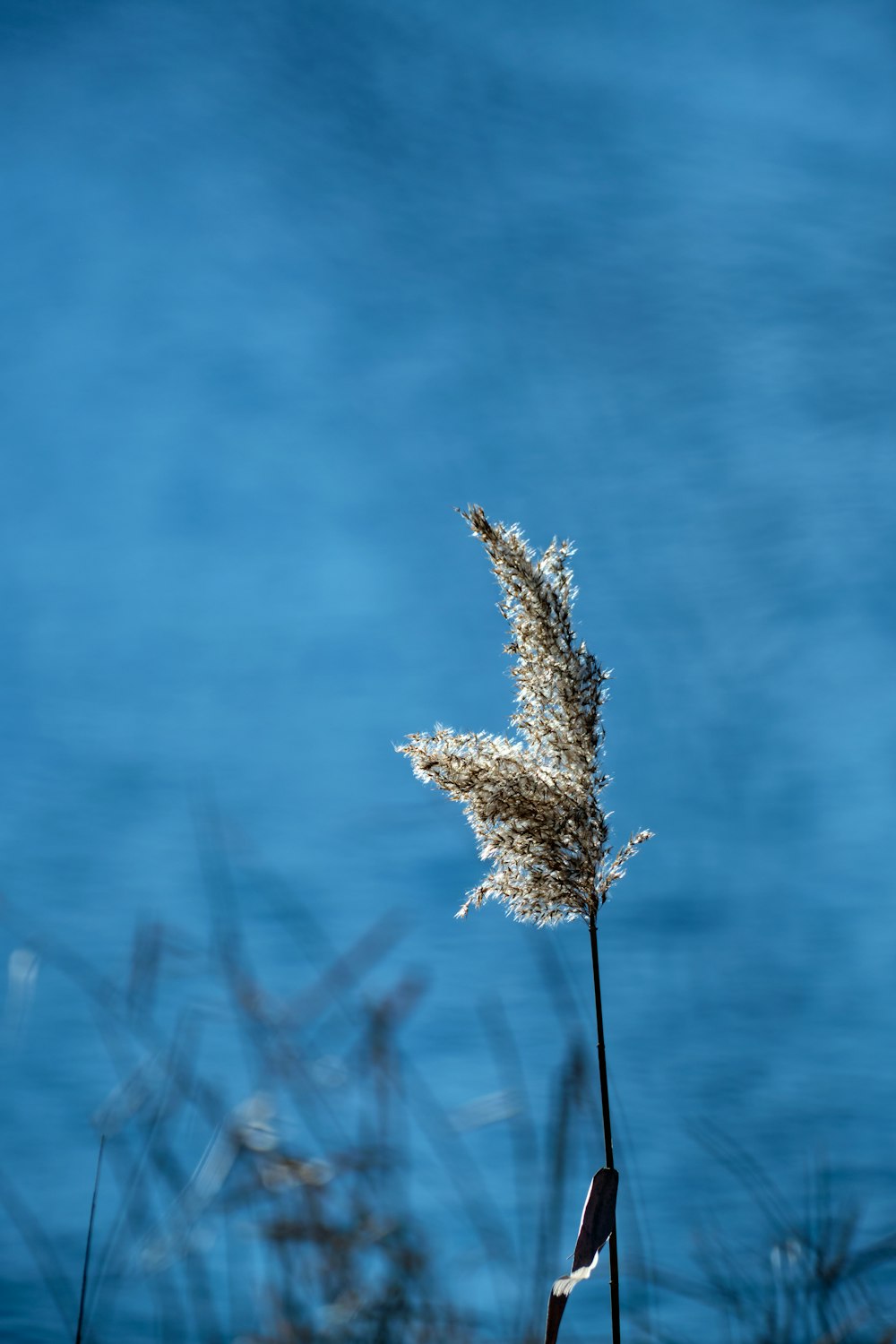 a tall plant with white flowers in front of a body of water