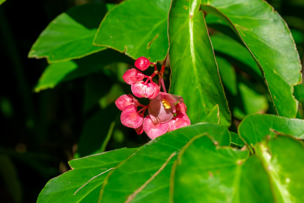 a pink flower with green leaves in the background