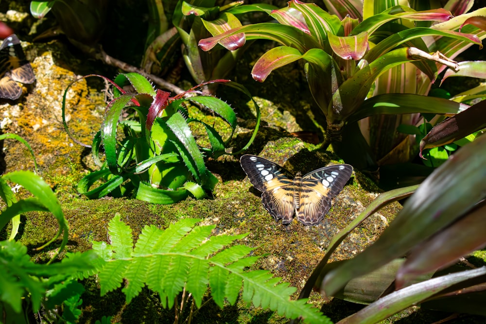 a butterfly that is sitting on a rock