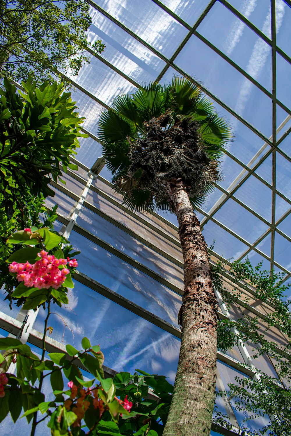 a palm tree in a greenhouse with a sky background