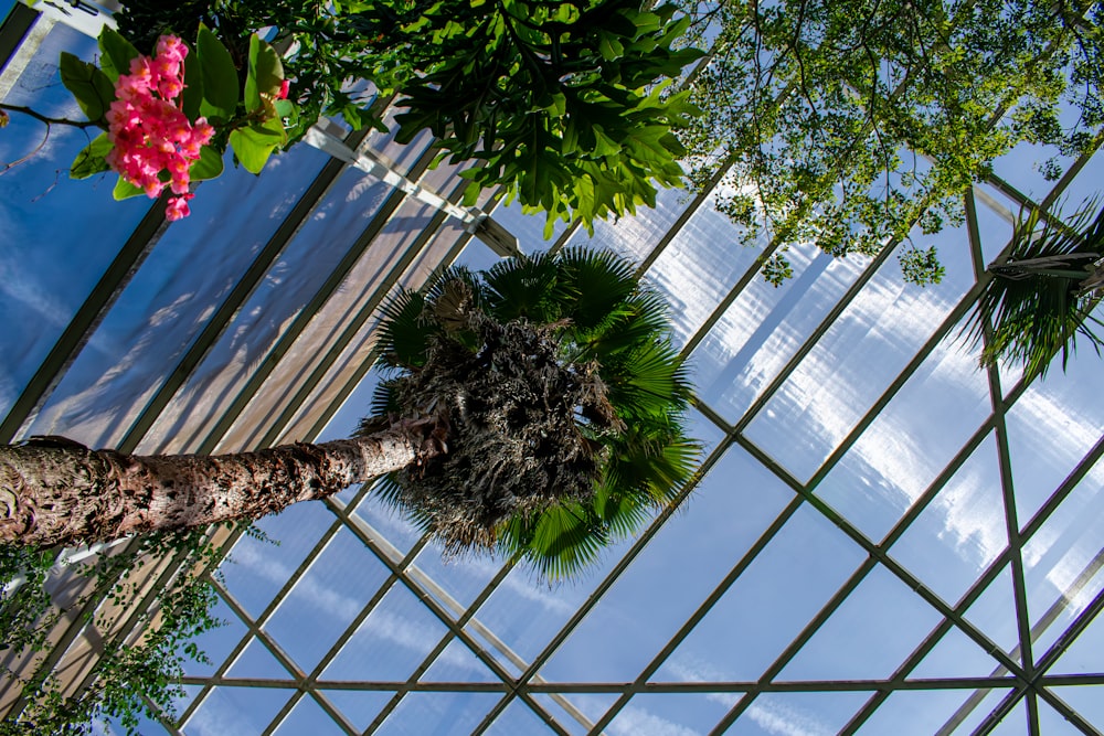 a palm tree in a greenhouse with a sky background