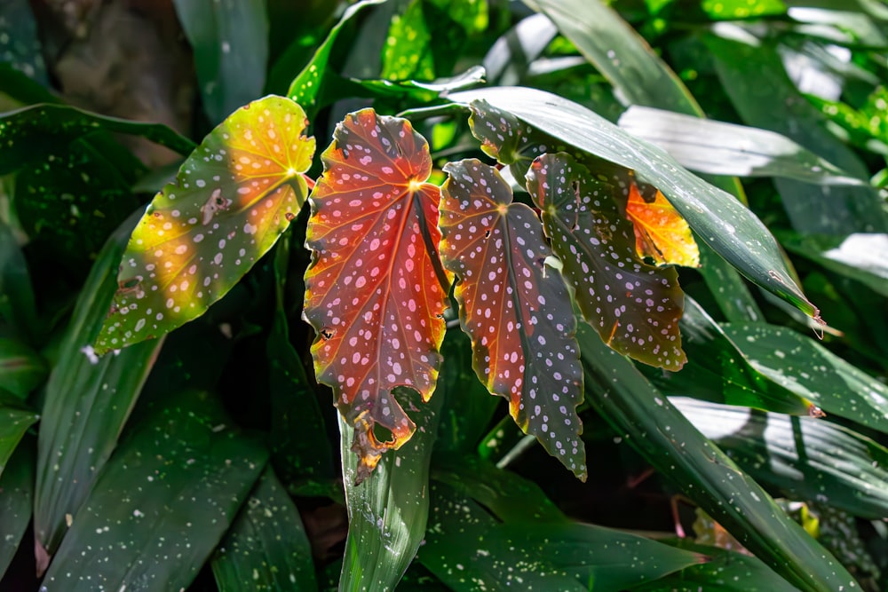 a close up of a leafy plant with drops of water on it