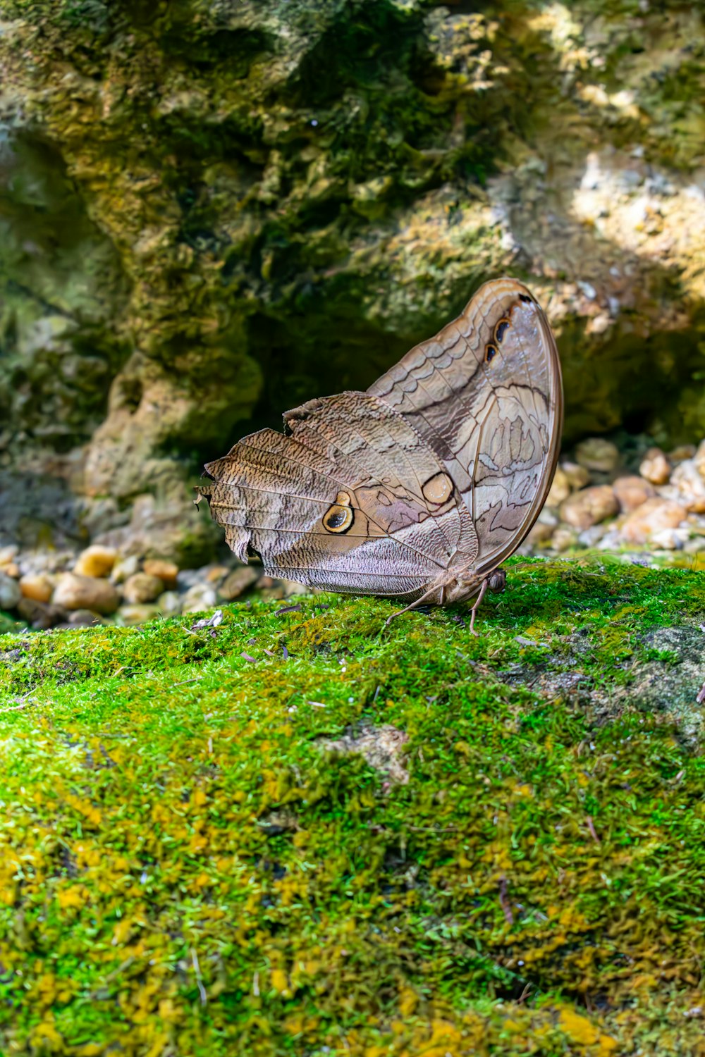 Ein großer brauner Schmetterling sitzt auf einem saftig grünen Feld