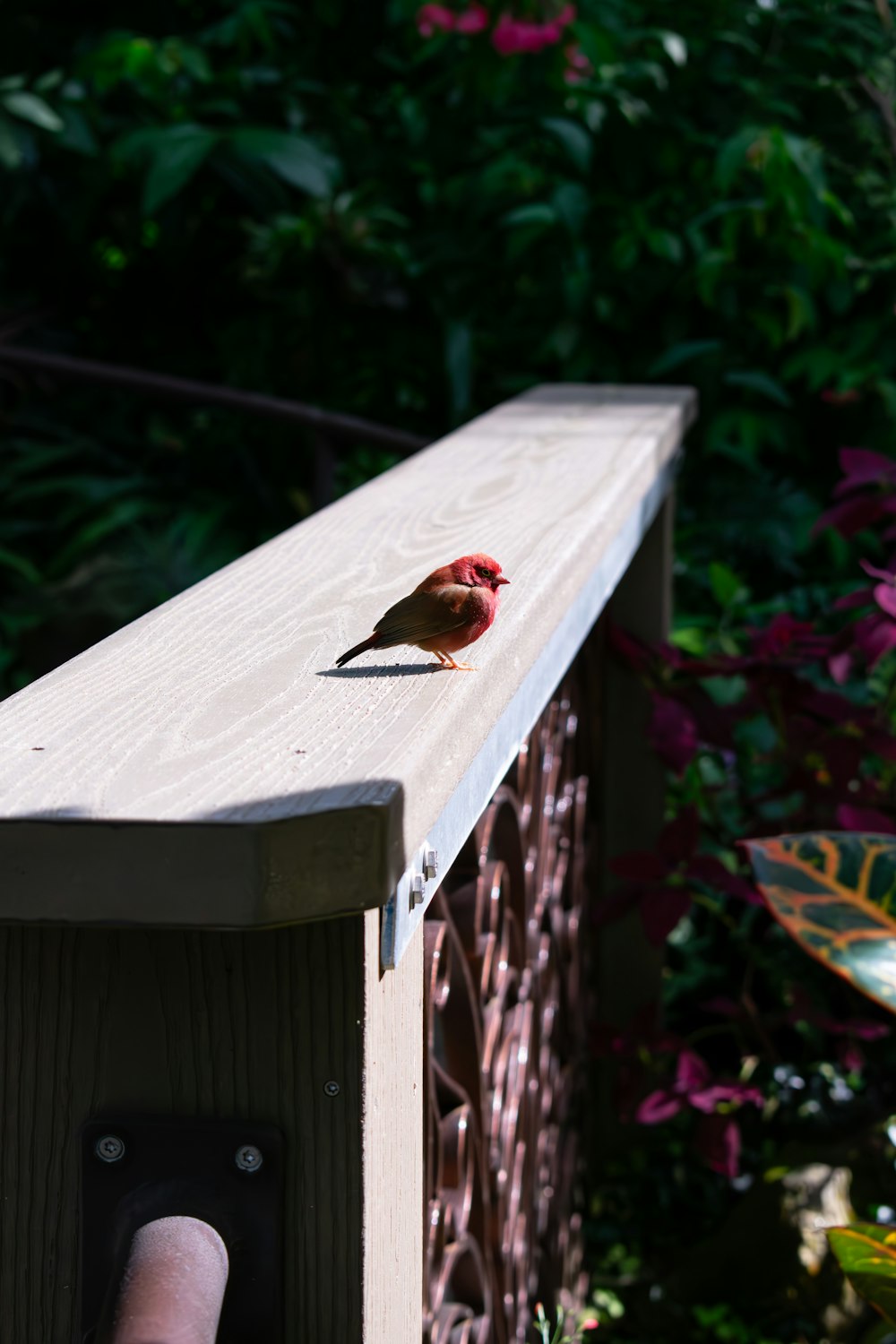 a small bird sitting on top of a wooden bench