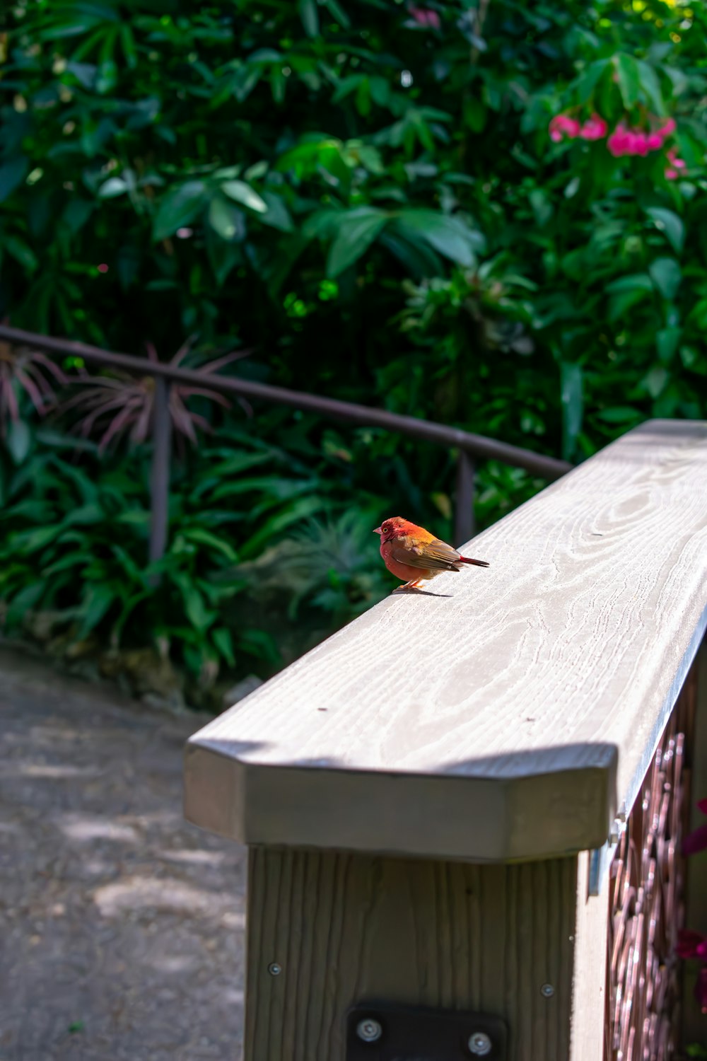 a small bird sitting on top of a wooden bench