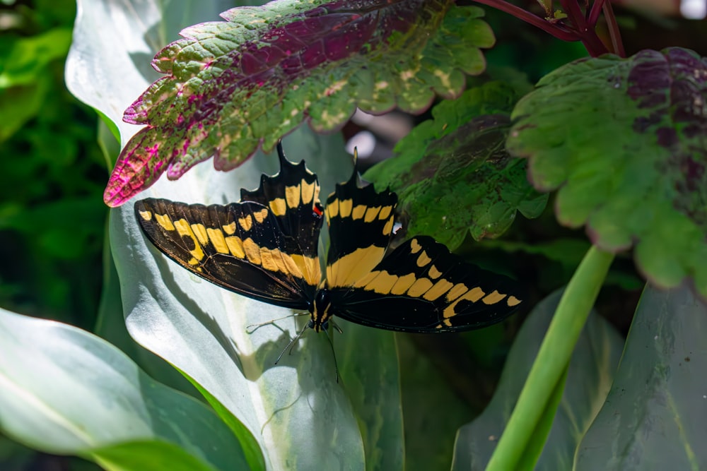 a yellow and black butterfly sitting on a green leaf