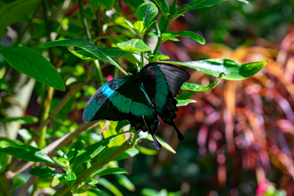 a green and black butterfly sitting on top of a leafy plant