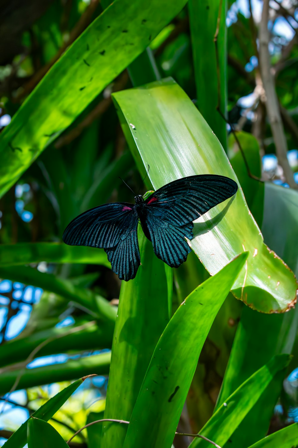 a blue butterfly sitting on top of a green leaf