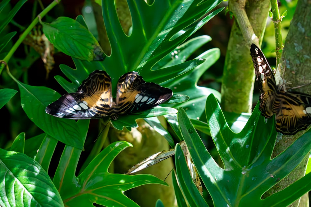 two butterflies sitting on top of green leaves