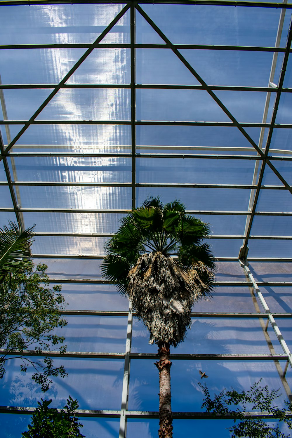 a palm tree in the middle of a building