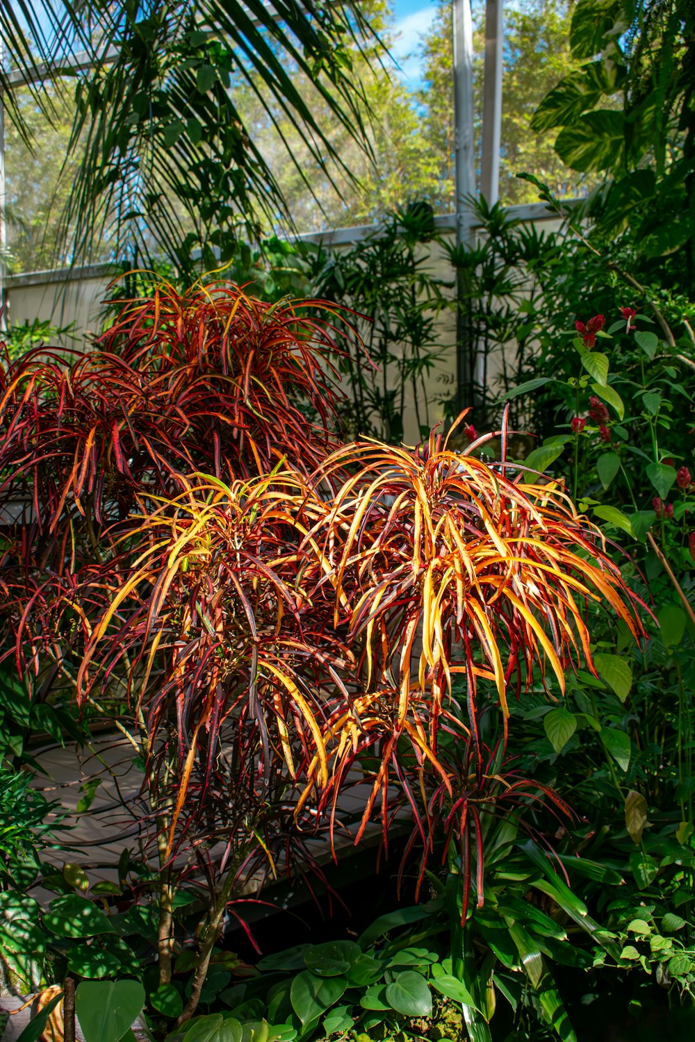 a plant in a garden with lots of green plants