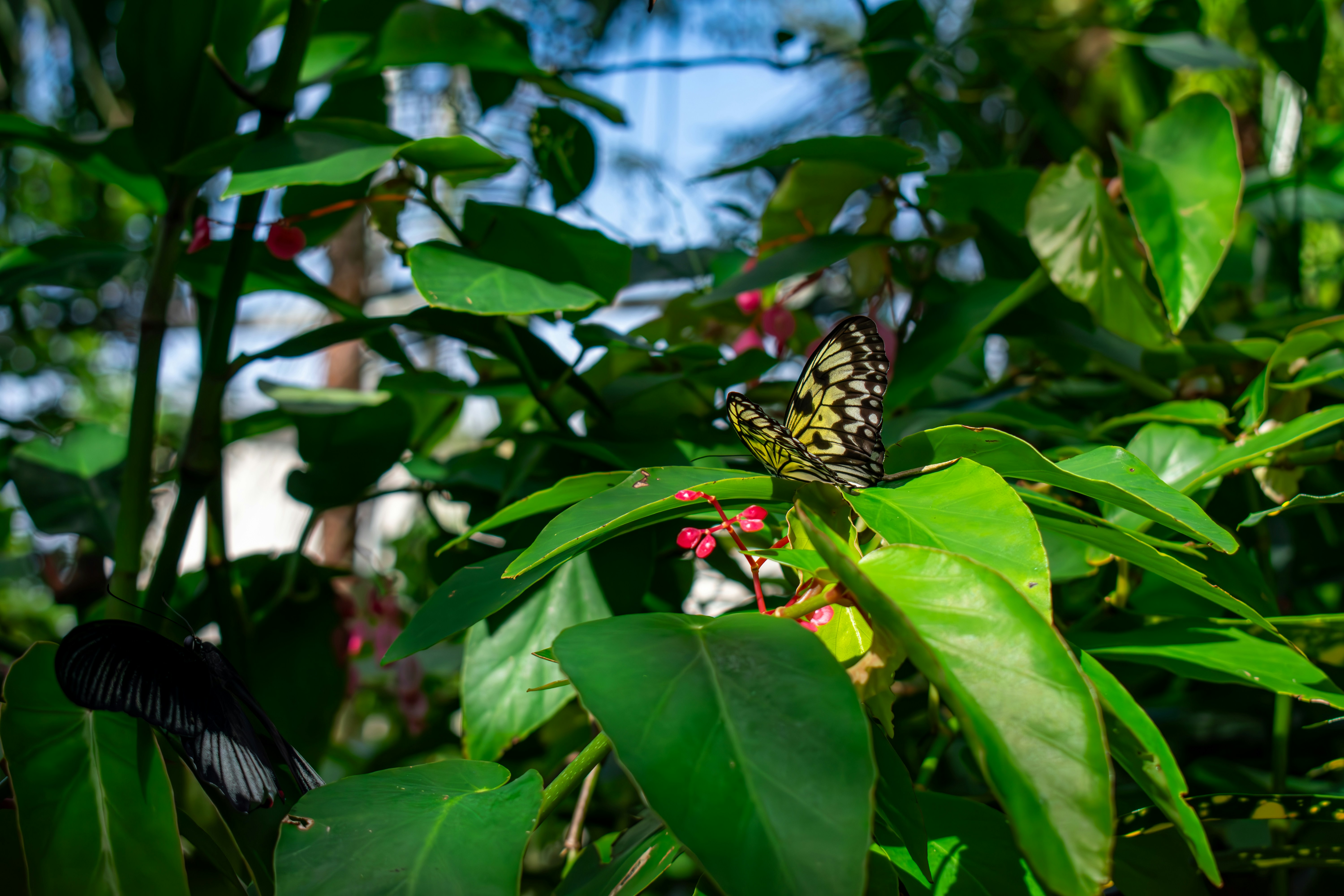a butterfly sitting on top of a green leafy plant