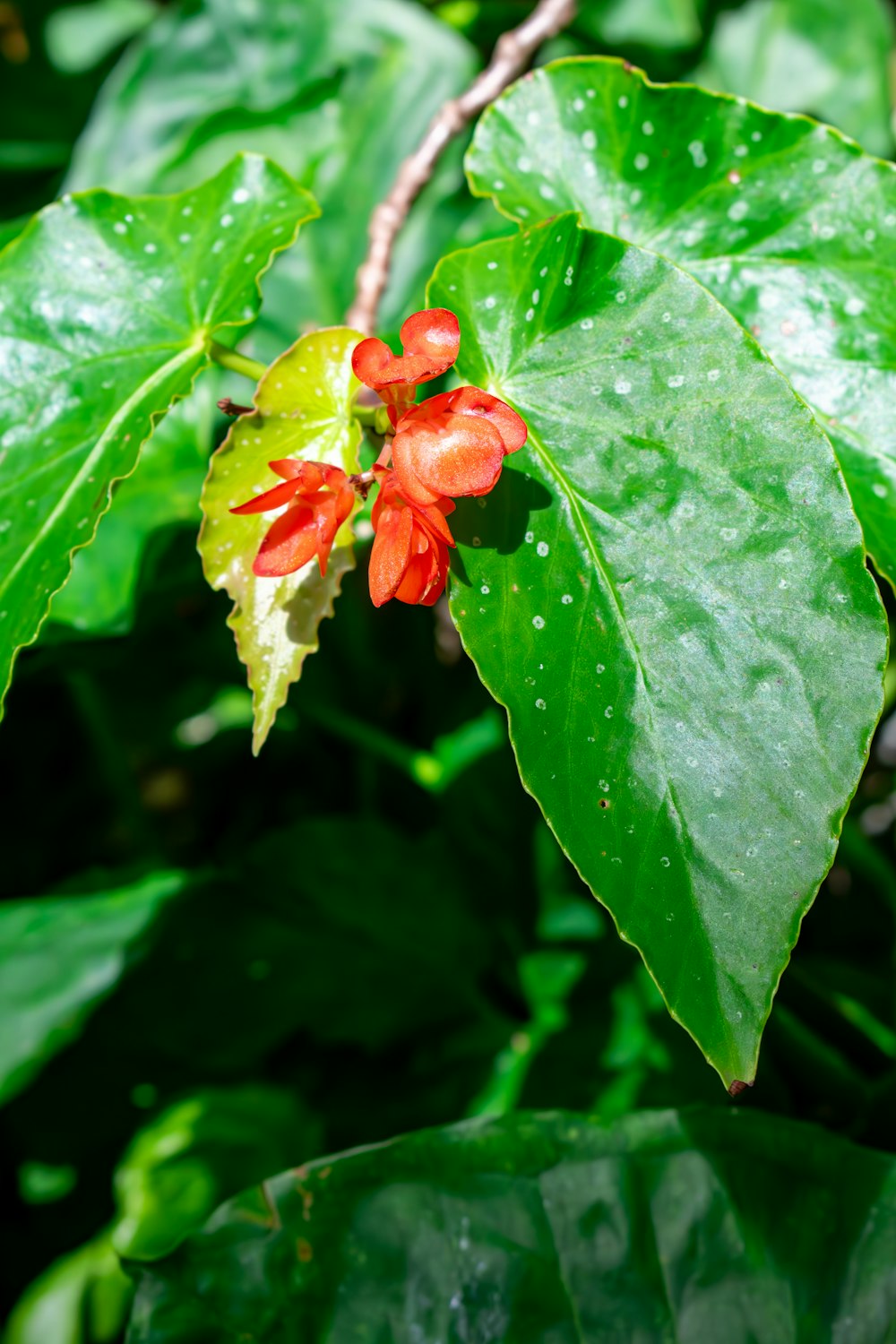 a close up of a red flower on a green leaf