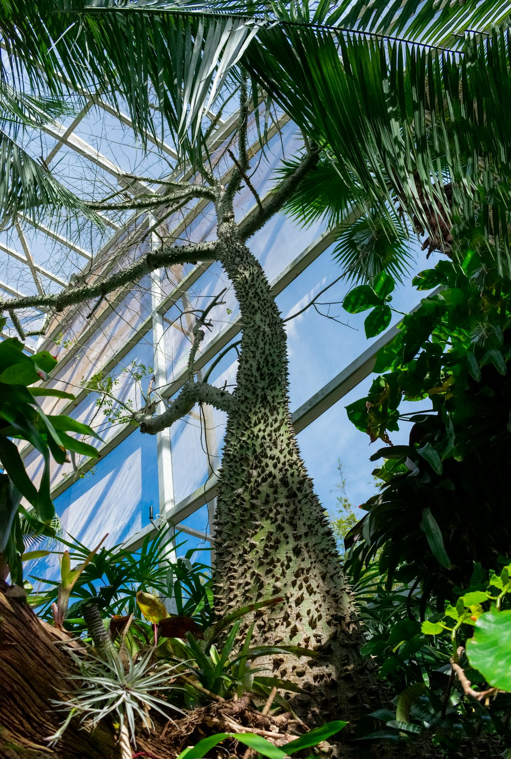 a very tall plant in a big glass house