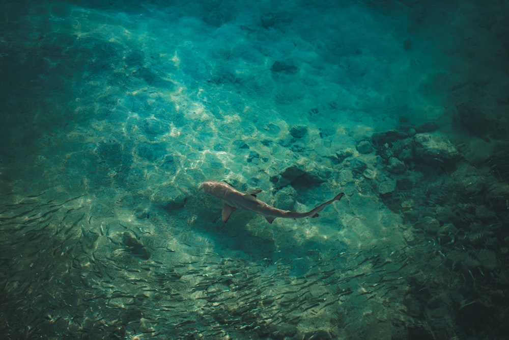 a person swimming in a body of water