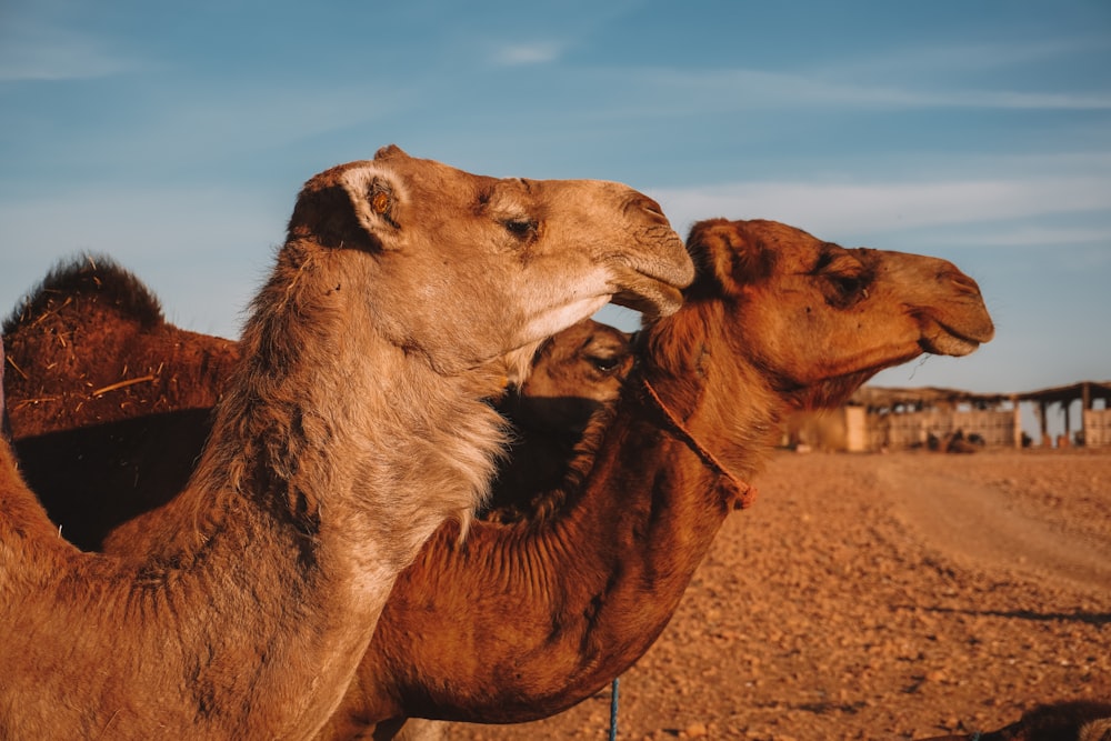 a close up of a camel in the desert