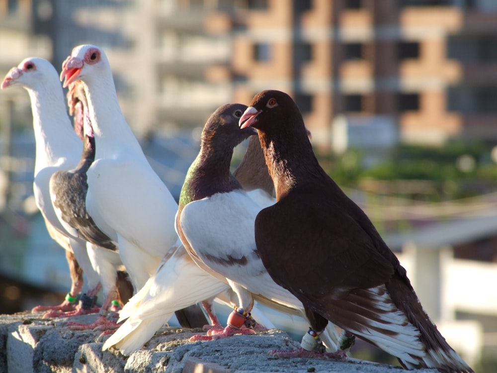 a group of birds standing on top of a rock